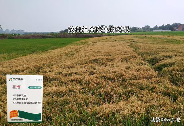 西里汉梗绝种:请问各位水稻种植户，最烦什么杂草？