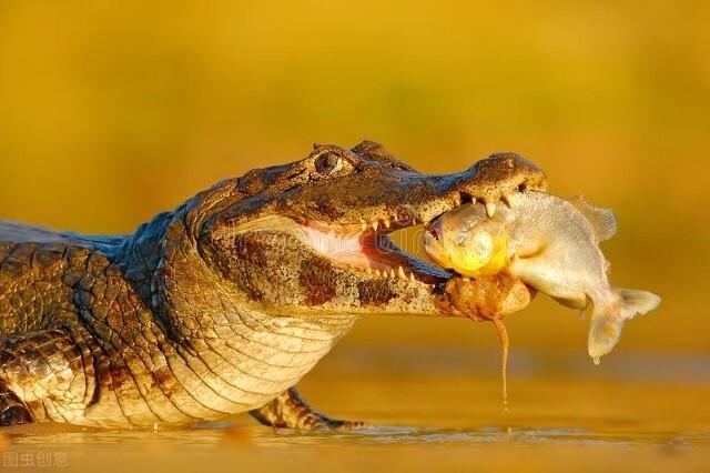 电影食人鱼图片:亚马逊中食人鱼这么恐怖要是遇到鳄鱼，谁会成为猎物？