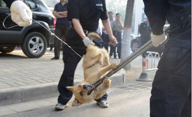 细狗咬狗视频大全:恶狗迎面扑来，哪种做法能保命？转身逃跑、原地不动、英勇反抗？ 开车带细狗咬狗视频
