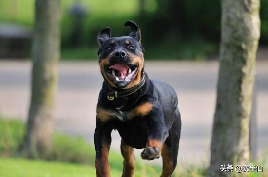 狗的命门在哪里？被大型犬追咬时，怎样做才是正确的自救方法？插图1