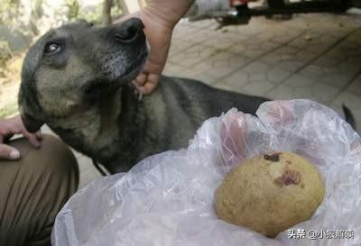 上海来宝犬业网站:上海来宝犬业有限公司 现在农村还有收老狗取狗宝的人吗？