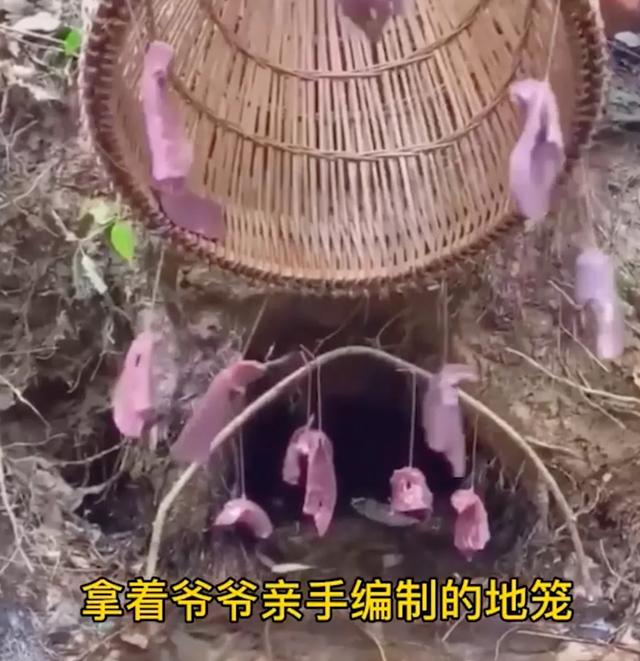 诺里奇梗百科图片:“博物君”无穷小亮为什么那么钟爱解说水猴子？ 诺里奇梗