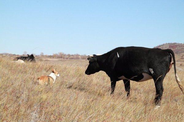 威尔斯科基犬:柯基犬那么小，腿还短，怎么就成牧牛犬了？不怕被牛踩吗？