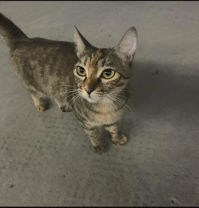 猫怕黄瓜图片gif:为什么有些猫咪害怕香蕉？