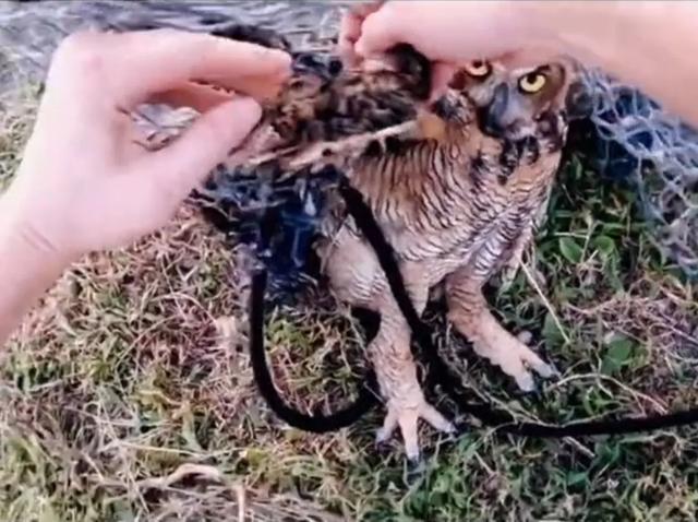 大家听过或经历过最感人的动物报恩的故事是什么？插图11