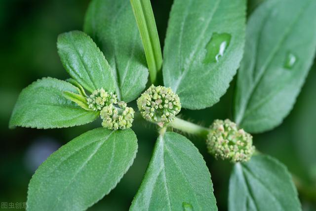 大飞扬草_山药的功效与作用