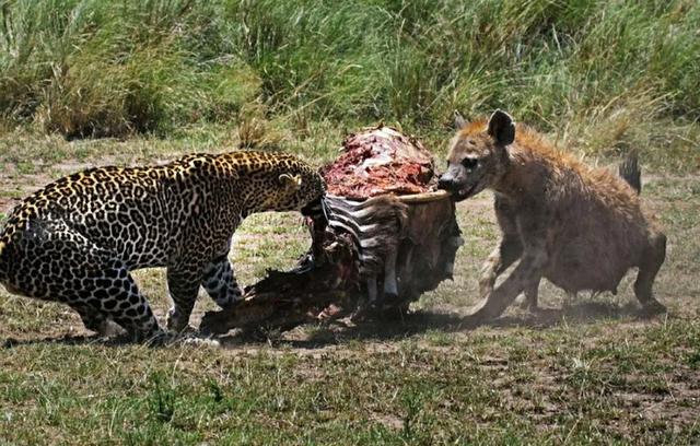 斑鬣狗属于猫科吗:雄狮为什么能分辨出鬣狗王？