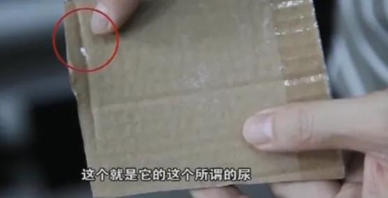 黑鳍蛇鲭红眼睛:为什么说壁虎是五毒之一？它有什么毒？