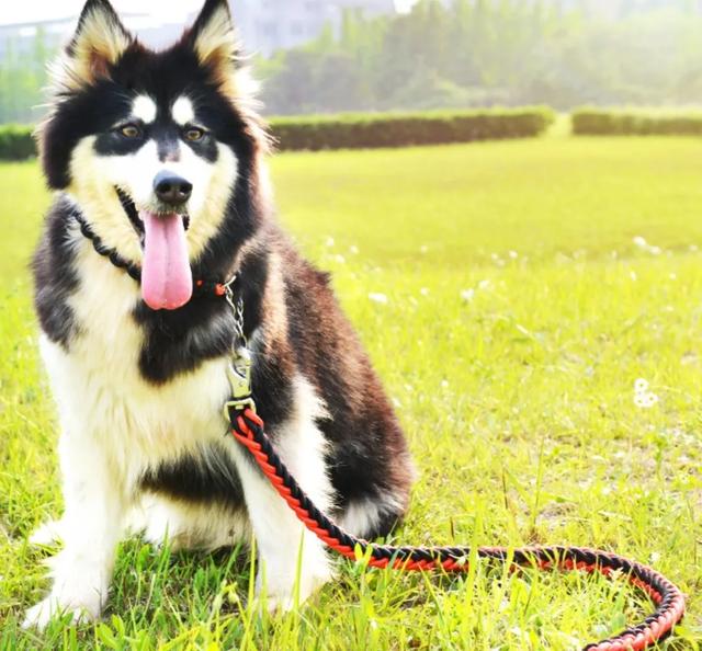 狗的命门在哪里？被大型犬追咬时，怎样做才是正确的自救方法？插图34