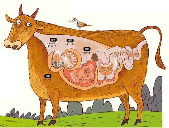 牛为什么有四个胃图片