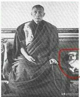 京巴狗图片:京巴狗智商怎么样，京巴狗聪明吗？