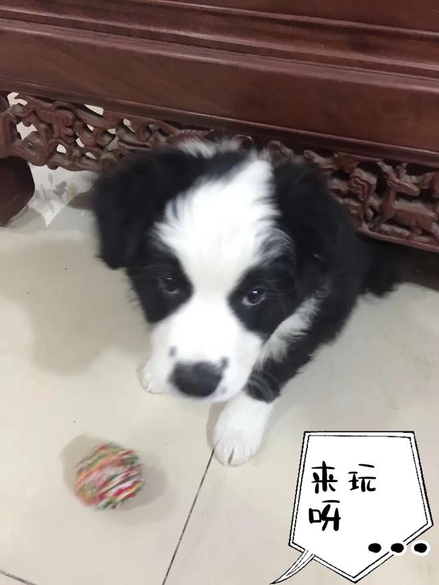 陨石边境牧羊犬智商:养一条世界公认智商最高的边境牧羊犬是一种怎样的体验？ 边境牧羊犬的智商