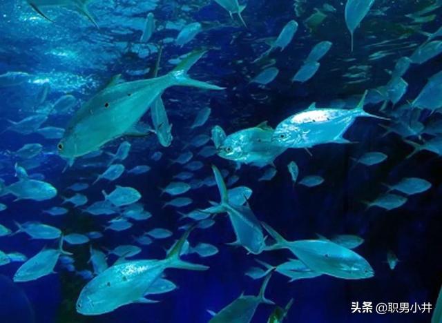 野生鲟鱼还有多少条，中国长江流域的白鳍豚、江豚、中华鲟是否已经灭绝