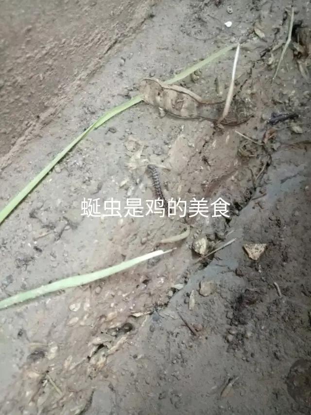 房间有山蛩虫用什么药:山蛩虫对农业有什么危害？