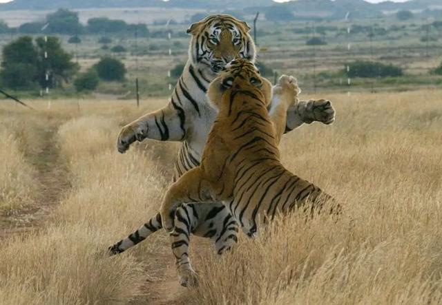 非洲豹溜冰鞋:如果把100只老虎放在非洲大陆，会不会取代狮子的地位？