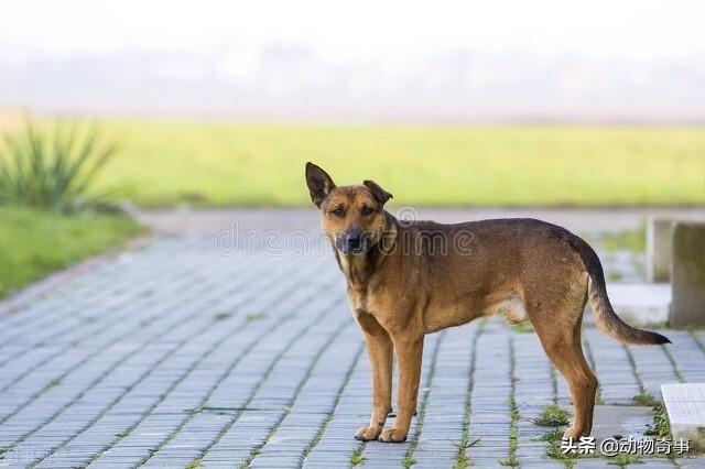 大家听过或经历过最感人的动物报恩的故事是什么？插图32