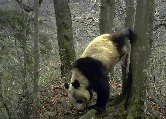 四川大熊猫误入水电站落水:尿得越高越好？四川平武多次拍到大熊猫倒立撒尿，这是在干嘛？