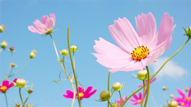 十二生肖最缺乏的是什么？:十二生肖分别 第1张