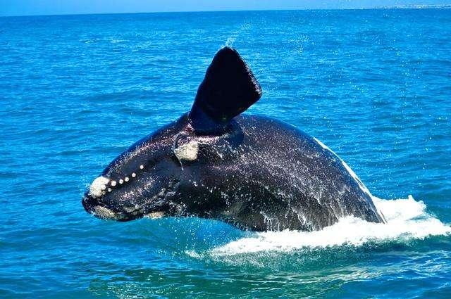比蓝鲸重10000倍的动物，露脊鲸的蛋蛋为何会重达500公斤