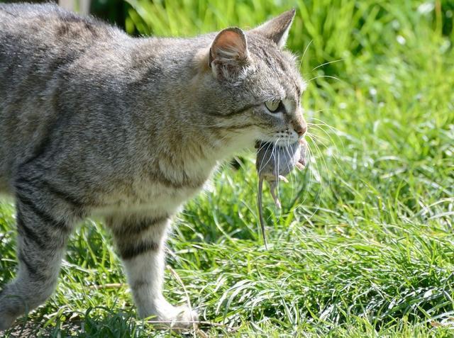 日本猫岛的猫可以抱走吗:如果把15只公猫，15只野猫放在一个淡水岛，两年以后会怎样？