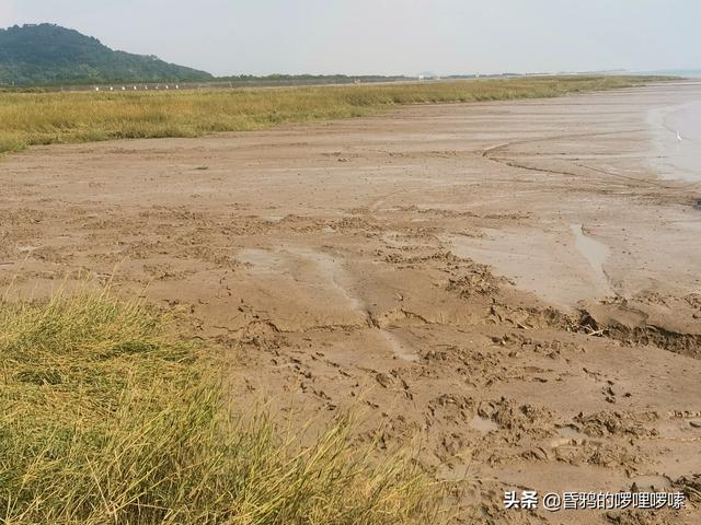 老妈说70年代海里的小海鲜有的是，人们都不稀得吃，是真的吗？插图6