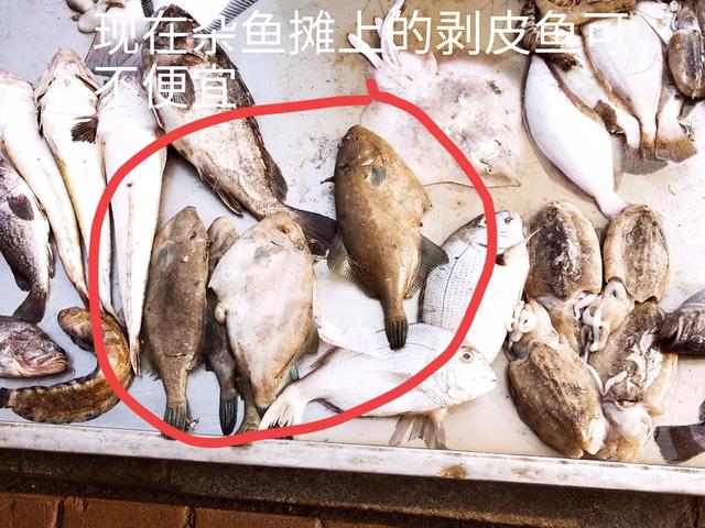 翻车鲀鱼是什么鱼:长江三鲜是哪三种鱼？您都吃过吗？ 翻车鱼和翻车鲀是一样的吗