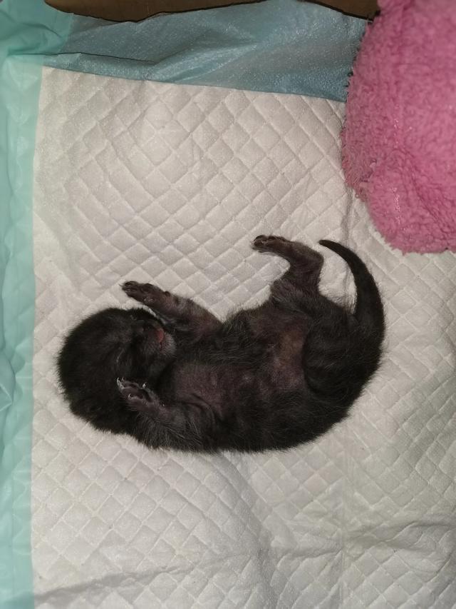 我们家猫咪快要生了，跟前跟后的一直望着我叫，给猫粮也不吃了。是什么原因？插图35