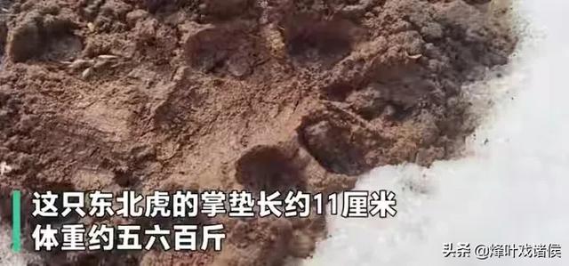 允许游客接触白虎引网友关注，黑龙江东北虎事件中，为何只是将人扑倒而没有继续进行撕咬