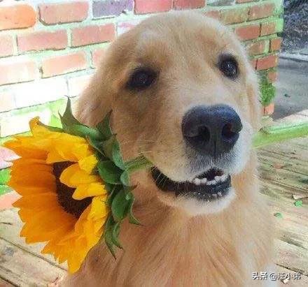 人和狗分开之后，狗狗还会记得以前的主人吗？插图73