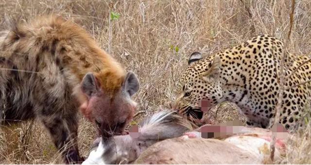 藏獒驴子打架视频播放:大型的纯种藏獒与鬣狗搏斗，无人类干预下，藏獒能打赢吗？