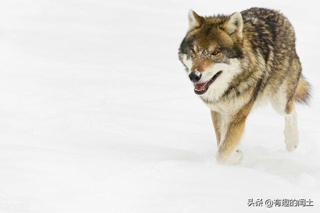 人狼大战结局:野外遇到狼，应该转身就跑还是正面搏斗普通人有活命的机会吗