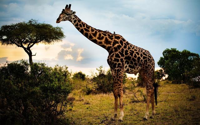 长颈鹿将来会灭绝吗，长颈鹿正在消失，未来人们还能在动物园看到长颈鹿吗