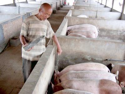 养猪巧用甘草粉比抗生素强百倍，“禁抗”“限抗”之后，养猪如何应对疫病