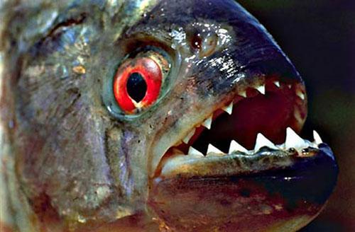 巨骨舌鱼不怕鳄鱼吗，如果亚马逊食人鱼流入我国河流流域会怎样
