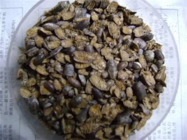 蜱虱消价格:狗狗身上长蜱子，有什么药可以除掉？