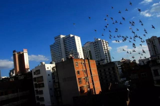 欧美摔跤抓鸟露鸟视频:鸟累了可以睡在鸟窝，但是下雨了，它在哪里躲雨呢？