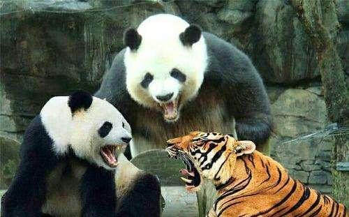 四川曾到处是老虎，大熊猫为何没有被吃绝？插图10
