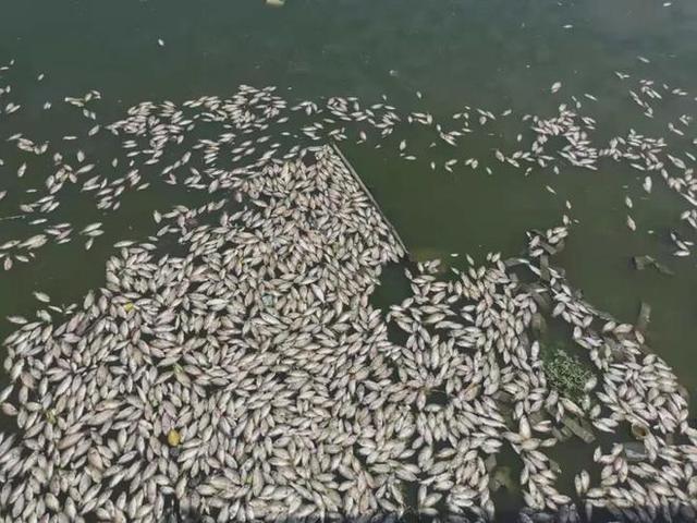 花清丹滋养型有排泄物:河马的粪便有多厉害，能憋死成千上万的鱼儿？