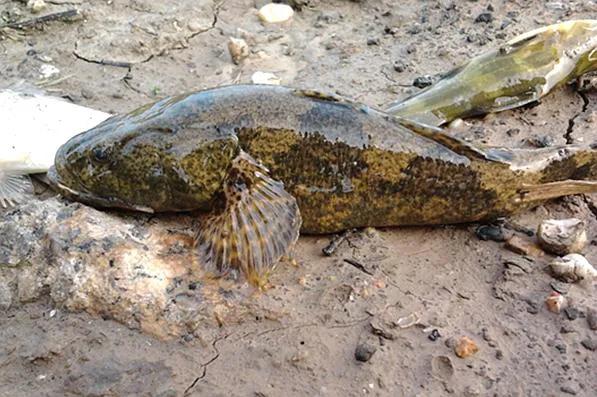 武汉有一种鱼叫土憨巴,你知道是什么鱼吗?-惠修网