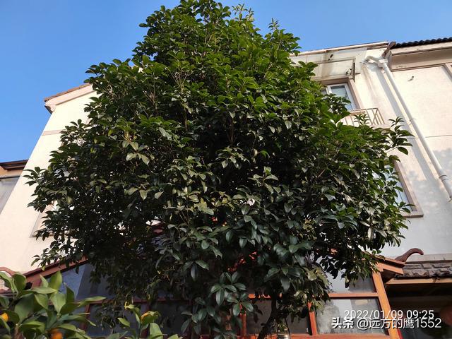 桃叶珊瑚适合种家里吗:绣球花可以种在桂花树下吗？