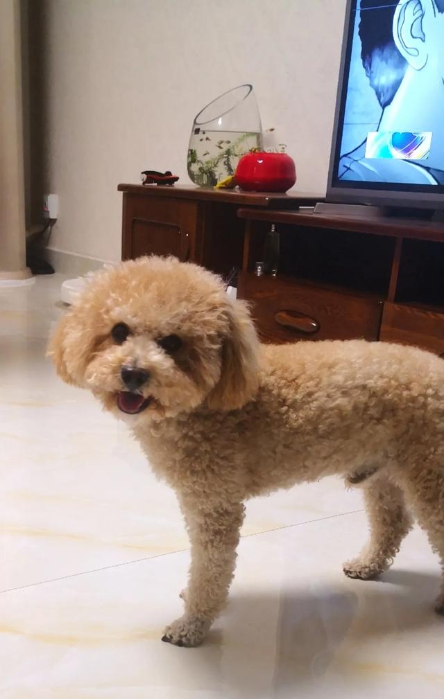 养狗之后，家里为什么会那么臭？插图31