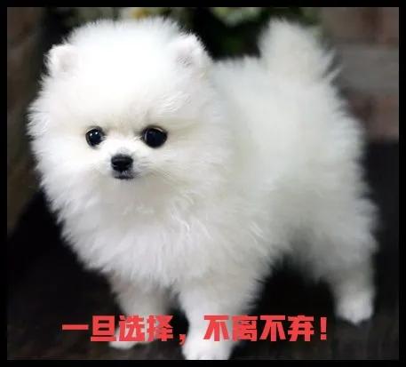 博美犬视频:你喜欢什么狗狗？养了什么狗呢？