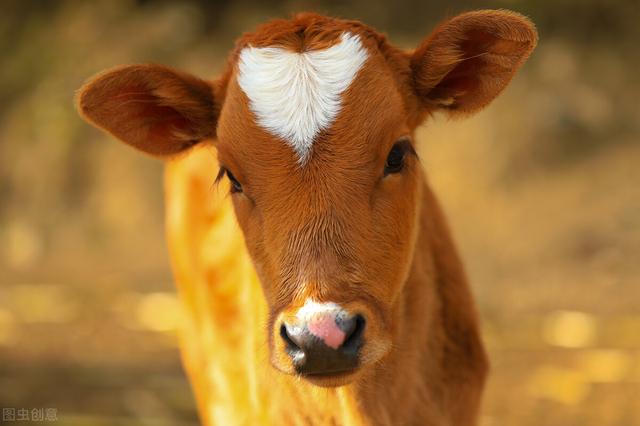 生活中总是会闷闷不乐的生肖有哪些？