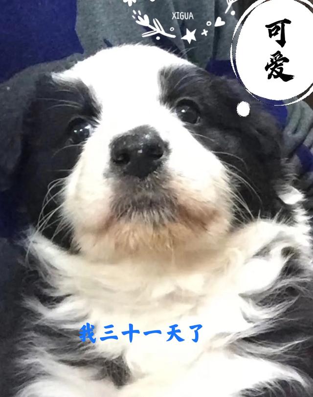 边境牧羊犬好不好的:边境牧羊犬除了聪明，还有什么优点？