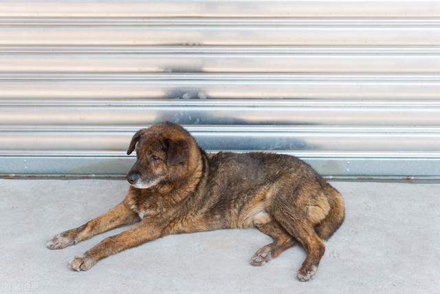 大家听过或经历过最感人的动物报恩的故事是什么？插图49