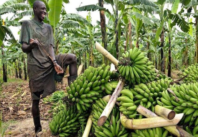 非洲人一般都吃什么呢？插图85