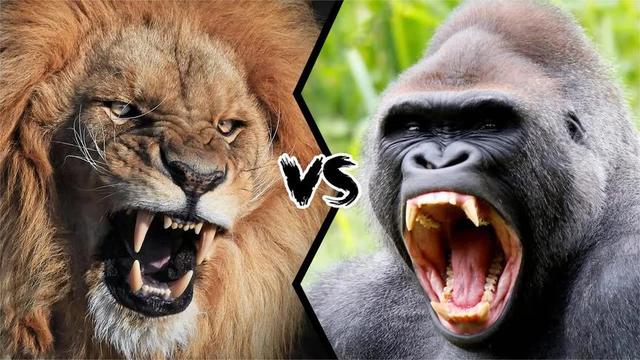维龙加，狮子和老虎是因为打不过大猩猩，才不敢吃大猩猩吗