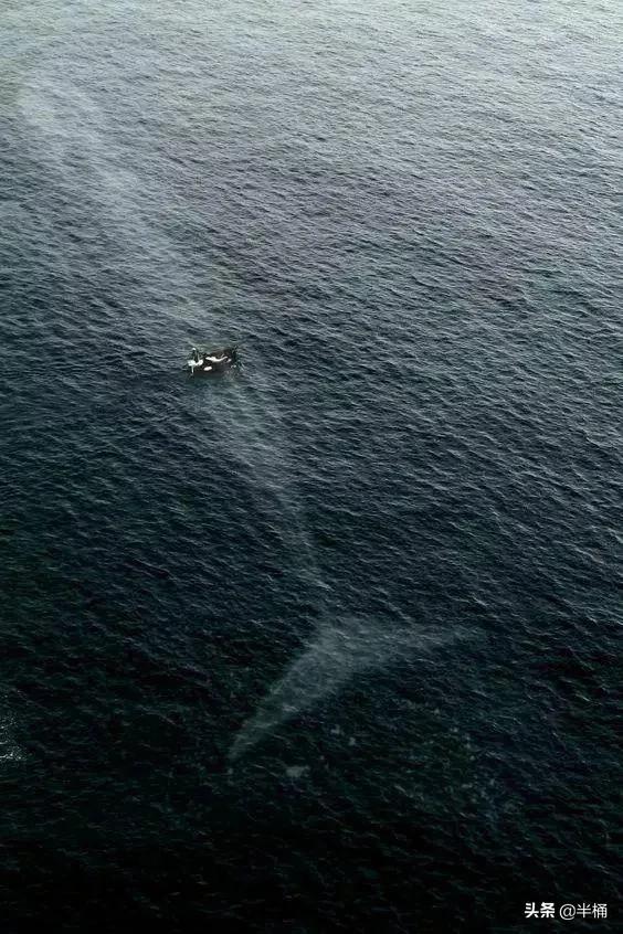 虎鲸有多大，鲸鱼能下潜多深，能潜到海底一万米吗