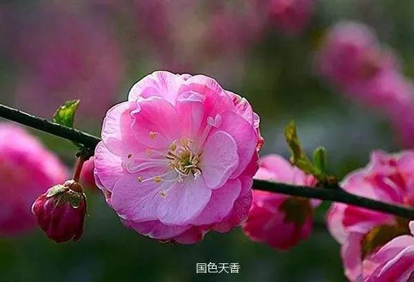 春天来了,桃花杏花开了。你想起了哪些关于桃花杏花的诗句？