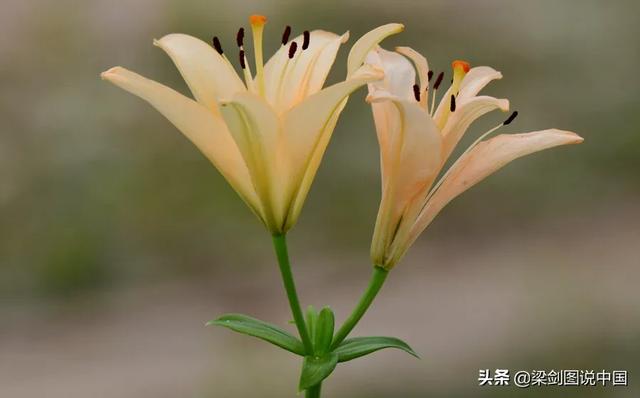 空间宠物奥斯卡鲜花:在酒吧喊一次“这轮酒我请”大概得花多少钱？